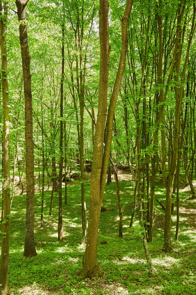picturesque view of oak and beech forest in summer - Fotoğraf, Görsel