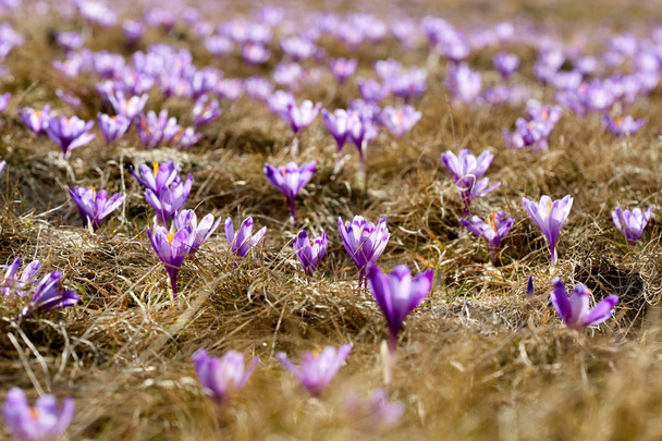 Landscape with purple crocus flowers in meadow - Foto, afbeelding
