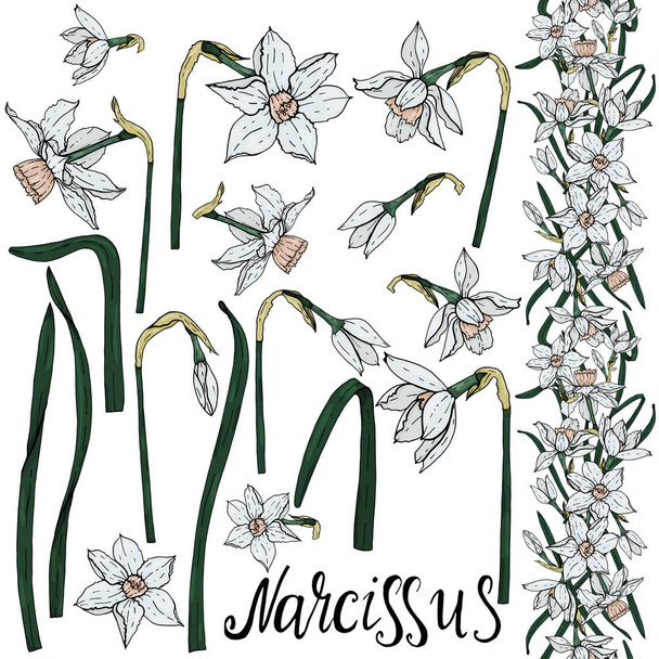 Набор векторных ручных рисунков цветов Нарцисса
.  - Вектор,изображение