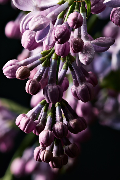 close-up shot of beautiful closed lilac flowers covered with water drops - Photo, Image