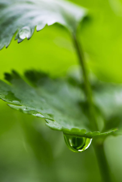 A closeup of a leaf of coriander with water drop. Shallow depth of field. - Foto, afbeelding