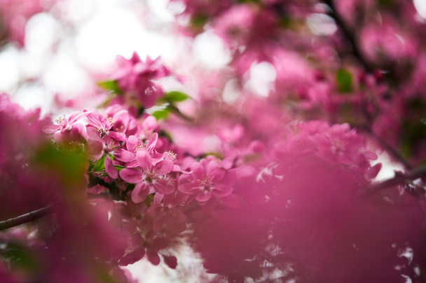 close-up shot of pink cherry blossom on tree outdoors - Photo, Image