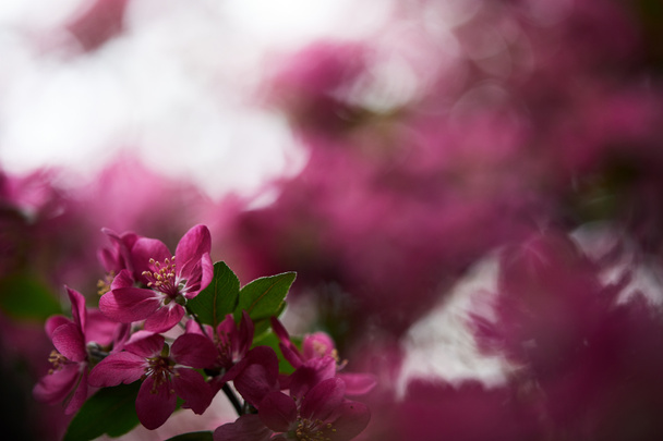 Close-up shot van mooi roze kersenbloesem op onscherpe achtergrond - Foto, afbeelding