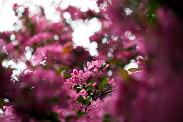 close-up shot of beautiful pink cherry flowers on tree - Фото, зображення