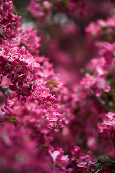 close-up shot of pink cherry flowers on tree - Photo, Image