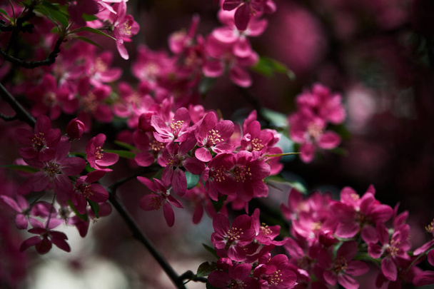 zbliżenie różowe wiśniowe kwiaty na drzewo - Zdjęcie, obraz