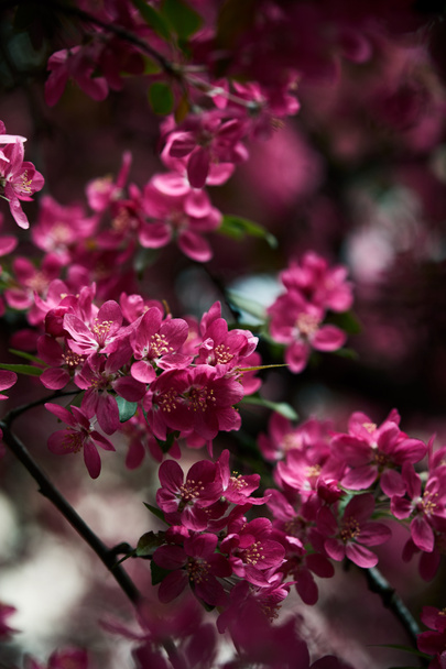 lähikuva kuva kaunis vaaleanpunainen kirsikka kukkia puussa
 - Valokuva, kuva