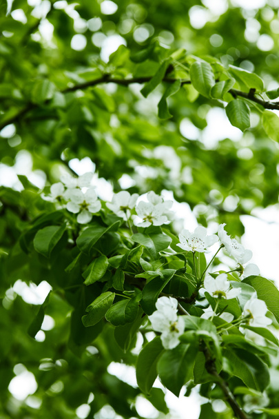 lähikuva kuva valkoinen kirsikka kukkia puussa
 - Valokuva, kuva