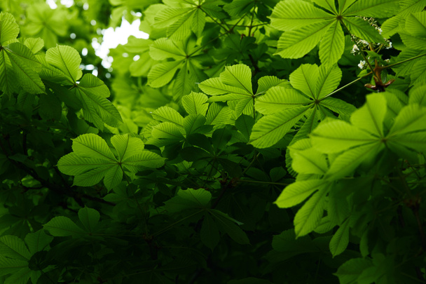 pohja näkymä kaunis kukkiva vihreä kastanjapuu
 - Valokuva, kuva
