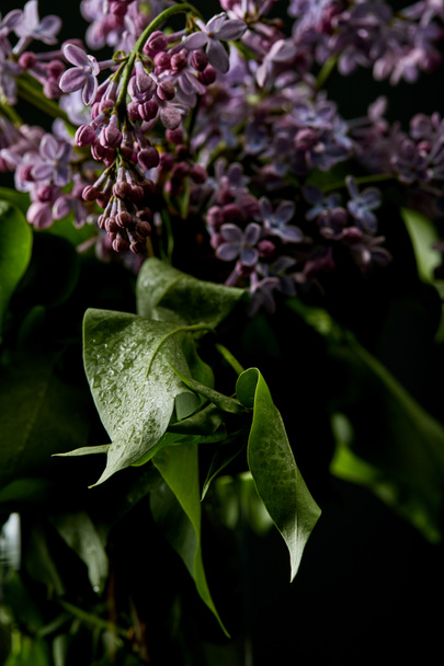 zár-megjelöl szemcsésedik-ból gyönyörű lila virágok és levelek borított fekete elszigetelt vízcseppek - Fotó, kép