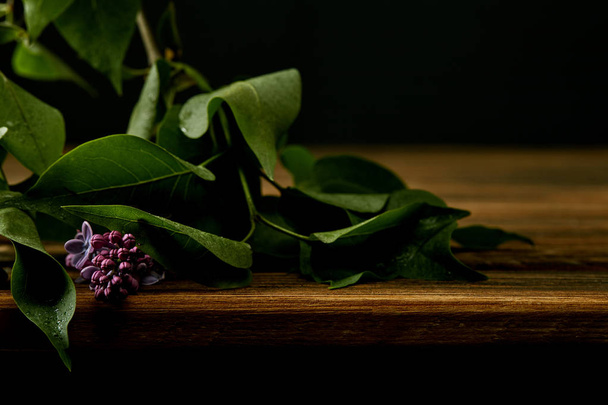 close-up shot of branch of lilac flowers and leaves on wooden surface isolated on black - Φωτογραφία, εικόνα