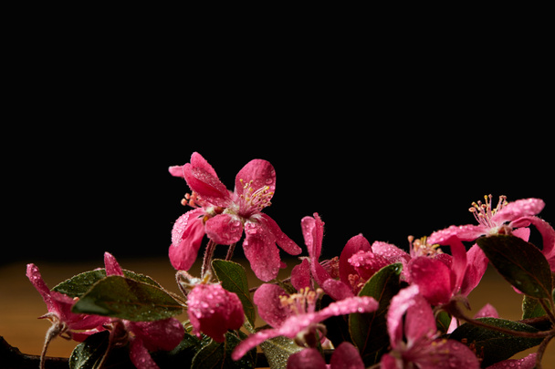 close-up shot of beautiful pink cherry flowers isolated on black - Photo, Image