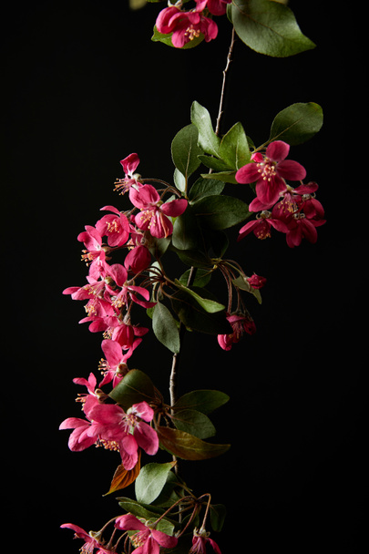 Detailní záběr větve o třešňový květ růžový, samostatný na černém - Fotografie, Obrázek