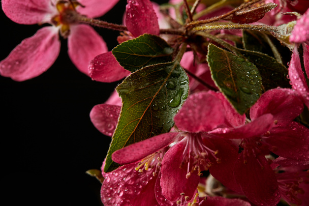 close-up tiro de bela flor de cereja rosa isolado em preto
 - Foto, Imagem