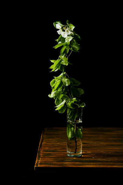 close-up shot of branch of white cherry blossom in vase on wooden table isolated on black - Foto, Bild