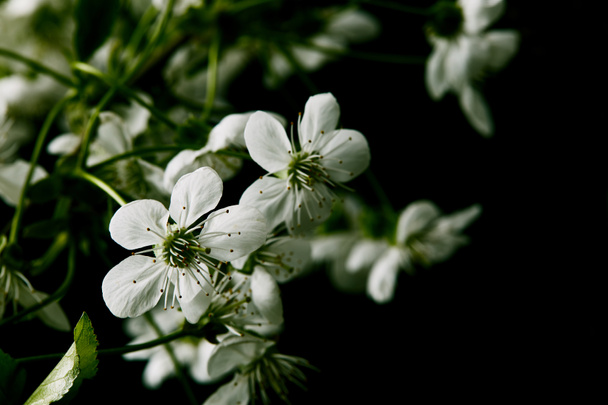 close-up shot of white cherry blossom isolated on black - Valokuva, kuva