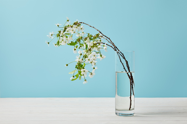 close-up shot of branches of aromatic cherry blossom in glass isolated on blue - Fotografie, Obrázek