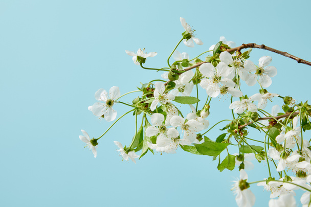 青に分離された美しい桜の花の枝のクローズ アップ ショット - 写真・画像