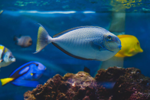 Aquarium fish - Acanthurus bariene. Black-spot surgeonfish - Foto, Bild