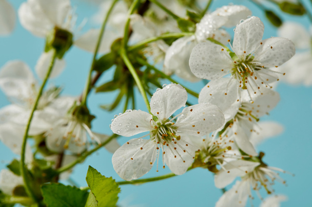 close-up shot of beautiful cherry blossom isolated on blue - Photo, Image