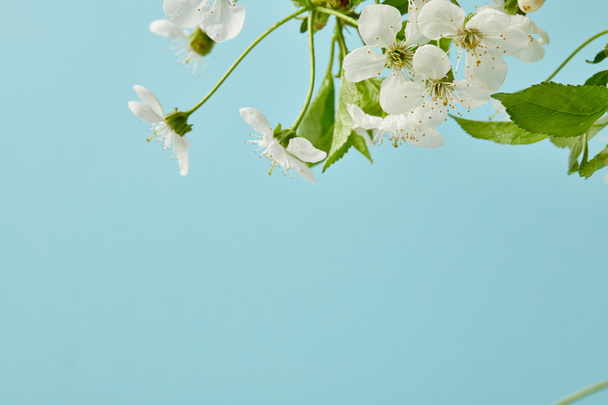 close-up shot of white cherry flowers isolated on blue - Фото, изображение