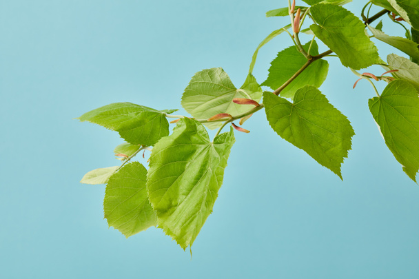 close-up shot of blooming tilia branch isolated on blue - Photo, Image