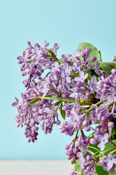 close-up shot of spring lilac flowers isolated on blue - Φωτογραφία, εικόνα