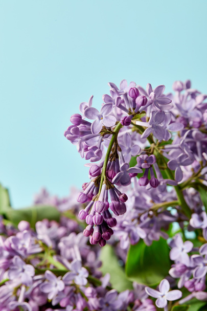 close-up tiro de belas flores lilás aromáticas isoladas em azul
 - Foto, Imagem
