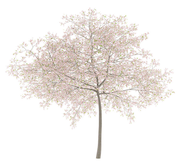 ανθίζοντας δέντρου κερασιών που απομονώνονται σε λευκό φόντο. 3D απεικόνιση - Φωτογραφία, εικόνα