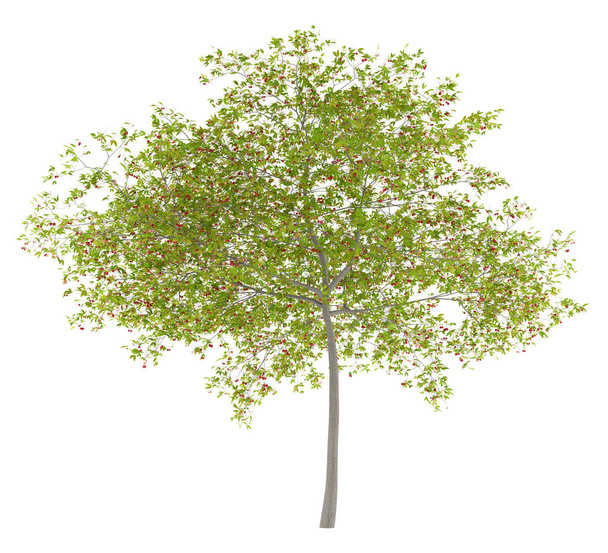 вишневе дерево з вишнями ізольовано на білому тлі. 3d ілюстрація
 - Фото, зображення