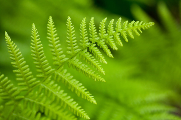 čerstvý zelený list v oboru - Fotografie, Obrázek
