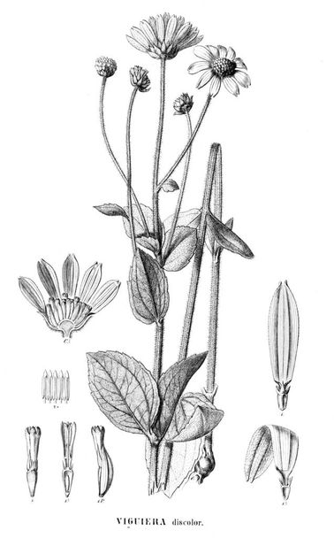 Bitki çizimi. Eski resim - Fotoğraf, Görsel