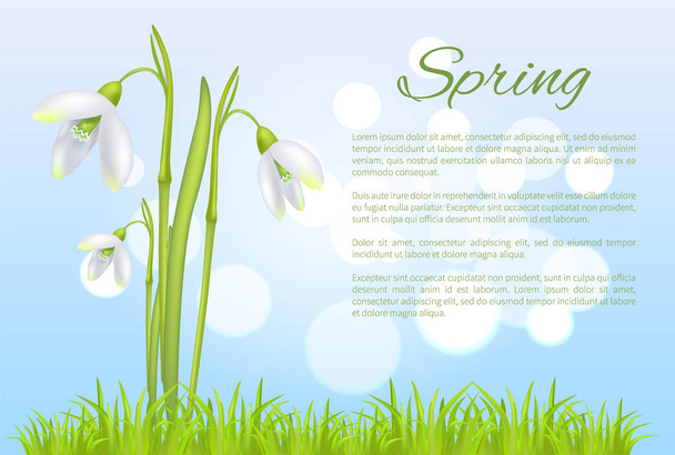 Spring Poster with Text and Snowdrop Galanthus Bud - Вектор, зображення
