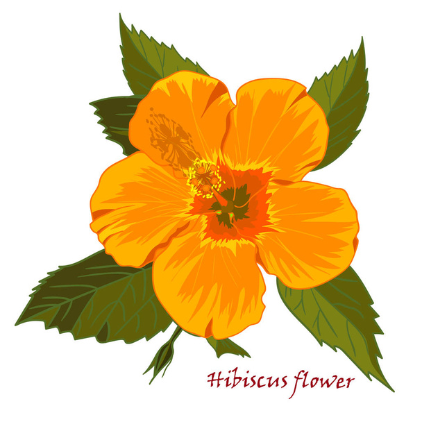Set of yellow hibiscus flowers in realistic hand-drawn style isolated on white background. Vector illustration - Vector, Image