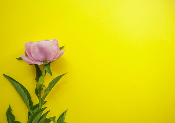 Top view of beautiful peony on bright yellow background. - Photo, Image