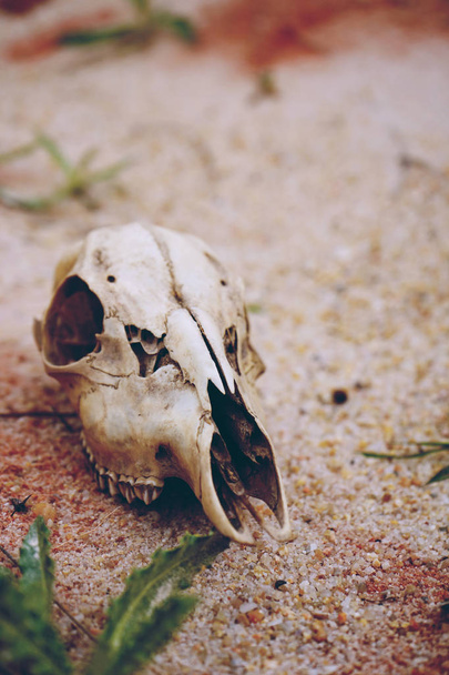 Hayvan kafatası kuru çöl ortamında fotoğraf - Fotoğraf, Görsel