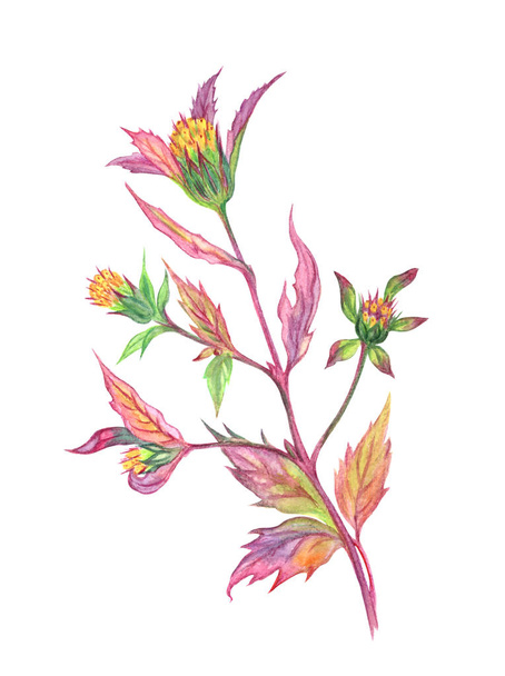 Plant bur-marigold (Bidens tripartita), watercolor drawing on a white background. - Photo, Image