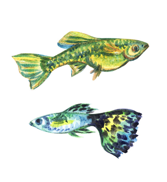 Fish guppies, watercolor drawing on white background, isolated. - Valokuva, kuva