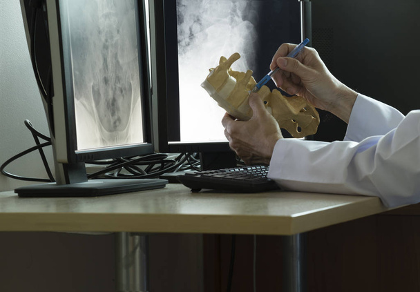 医師は、医療オフィスでの人間の腰椎脊椎モデルの解剖学を示すためにペンを使用します - 写真・画像