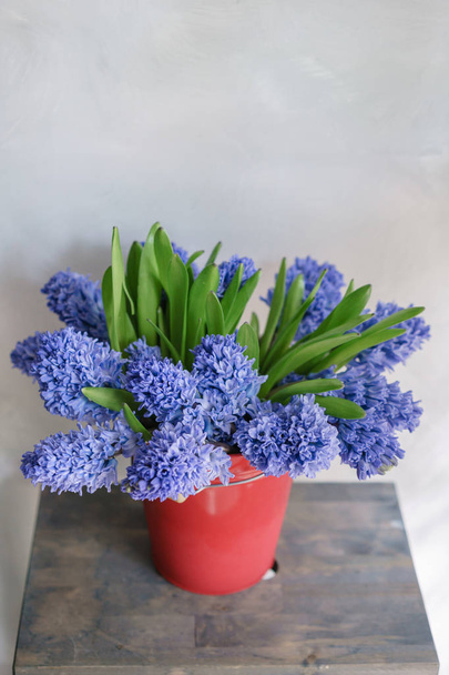 Букет красивих блакитних гіацинтів. Близько до весняних квітів у червоній вазі. цибулинна рослина. Квіткові шпалери
 - Фото, зображення