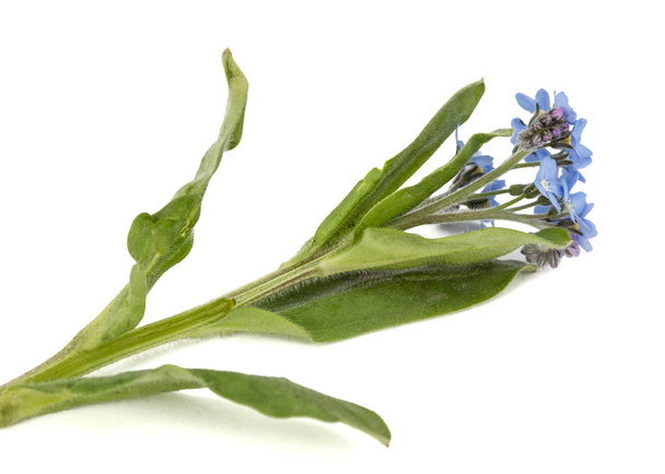 Светло-голубые цветки Forget-me-not (Myosotis arvensis), изолированные на белом фоне
 - Фото, изображение