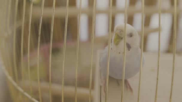 Ein blauer Papagei springt auf einen Käfig im Haus - Filmmaterial, Video