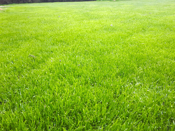 Friss zöld fű háttér - Fotó, kép