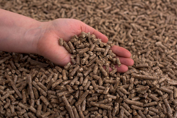Biomasse de bois de pin formée en pellets dans les mains
 - Photo, image