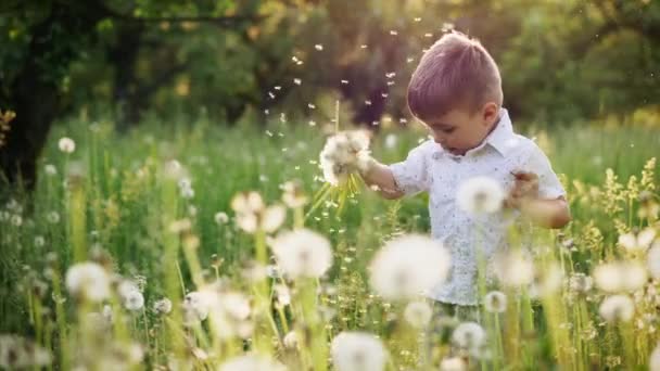 Little boy playing with dandelions in nature - Footage, Video