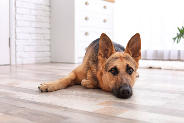 Adorable German shepherd dog lying on floor indoors - Фото, зображення