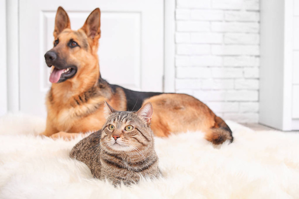 Schattige katten- en hondenbont rusten samen op fuzzy tapijt binnenshuis. Dierlijke vriendschap - Foto, afbeelding