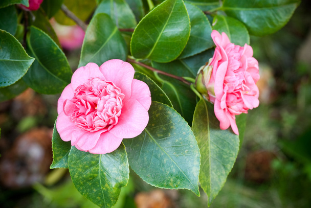 Camellias - Photo, Image