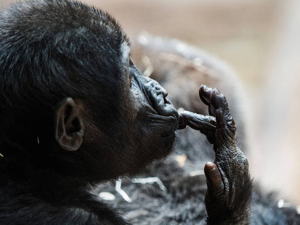 das Gesicht von Baby-Orang-Utan. bornean orangutan (orang-utan, pongo pygmaeus) portrait. - Foto, Bild