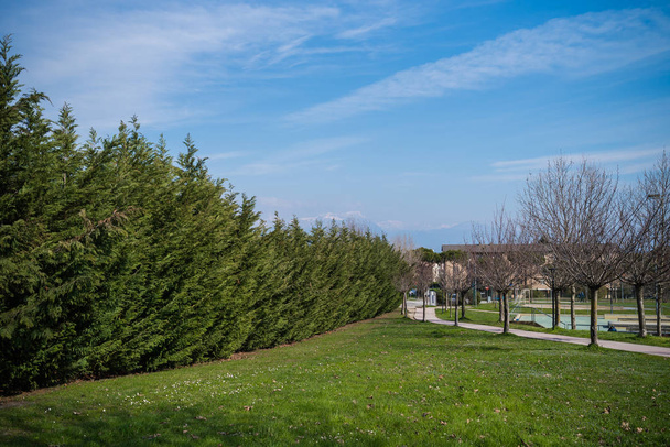 Kora tavaszi fák. Virágzó - Fotó, kép